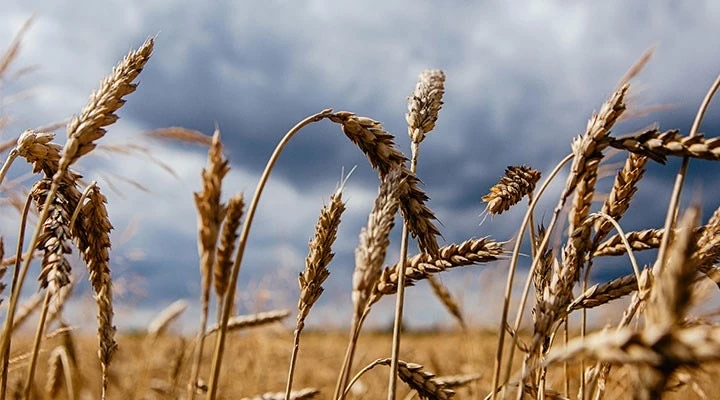 Ekmek ‘Küresel Şirketlerin’ Ağzında