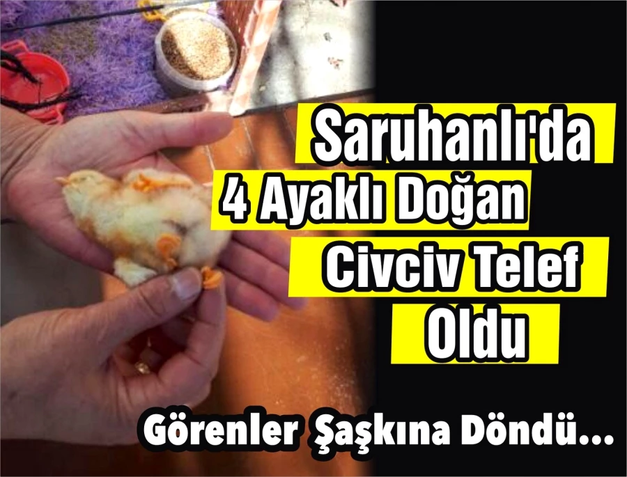 Saruhanlı’da 4 Ayaklı Doğan Civciv Telef Oldu