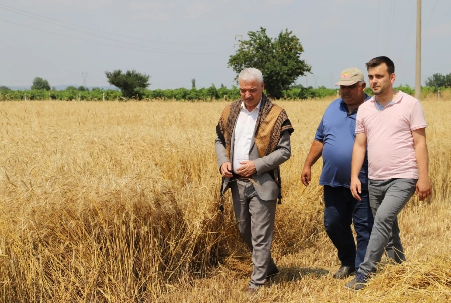 Belediye Arazisine Ekilen Buğday Hasat Edildi