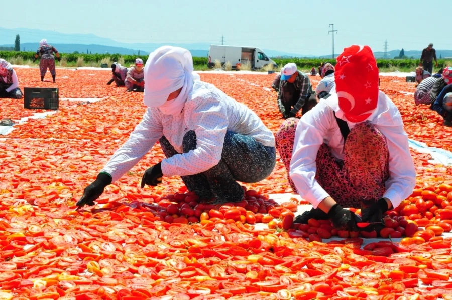 İngiltere ve ABD’nin kurutulmuş domatesi Saruhanlı’dan