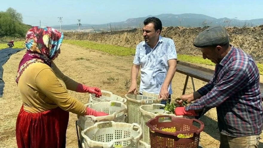 Açıklanan fiyat üzüm üreticisinin iflasıdır