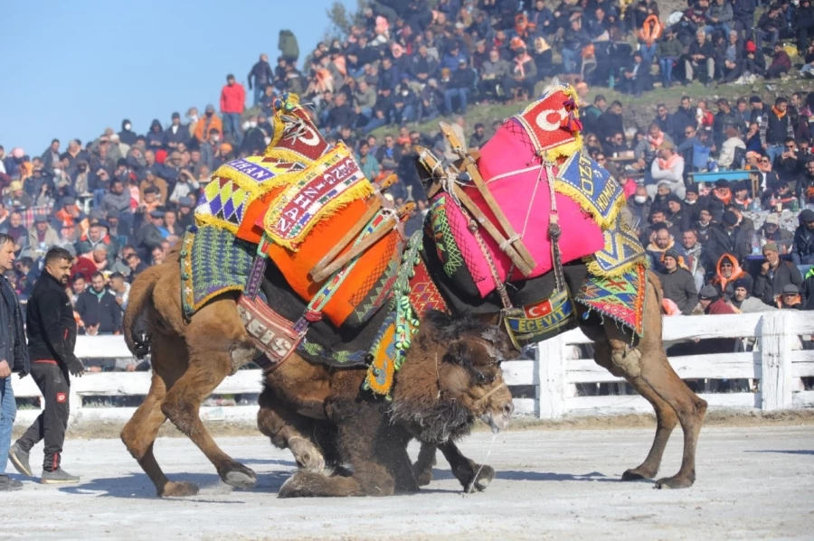 EFES SELÇUK’TA 40 YILIN GÜREŞİNE YOĞUN İLGİ