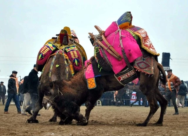 9. Çakmaklı Deve Güreşi Festivali