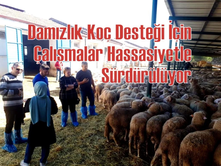 Damızlık Koç Desteği İçin Çalışmalar Hassasiyetle Sürdürülüyor