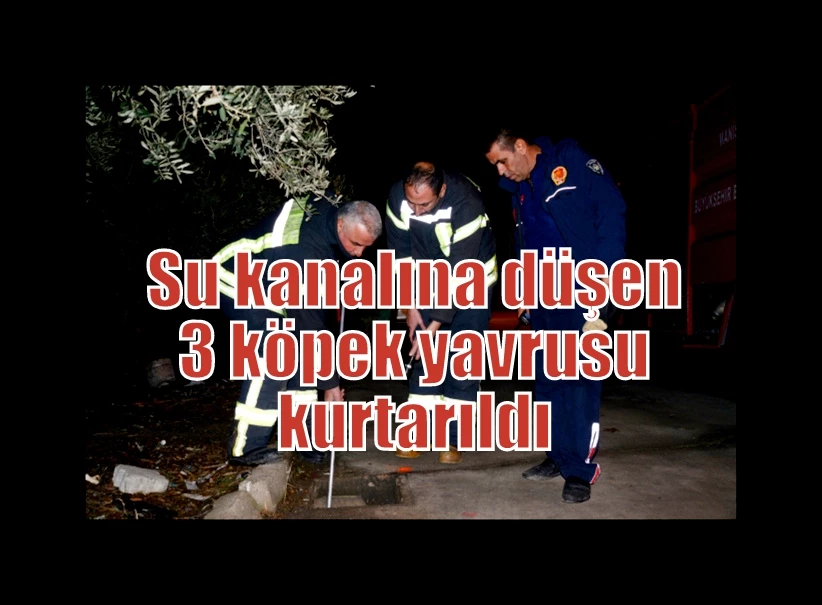 Su kanalına düşen 3 köpek yavrusu kurtarıldı