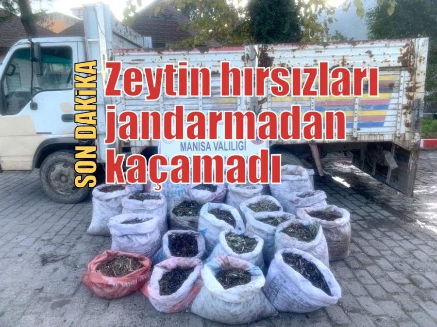 Zeytin hırsızları jandarmadan kaçamadı