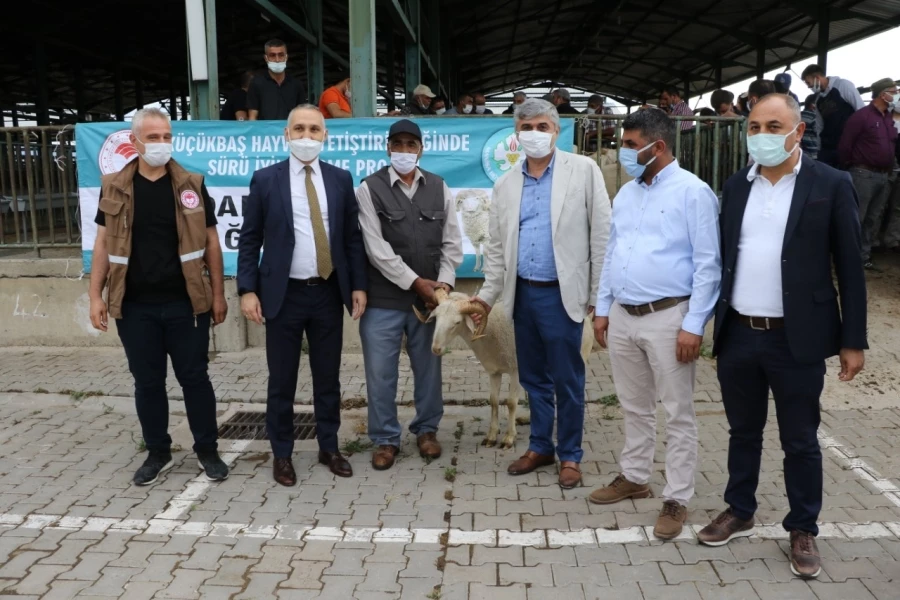 Manisa Büyükşehirden Hayvan Üreticilerine Damızlık Koç ve Teke Desteği