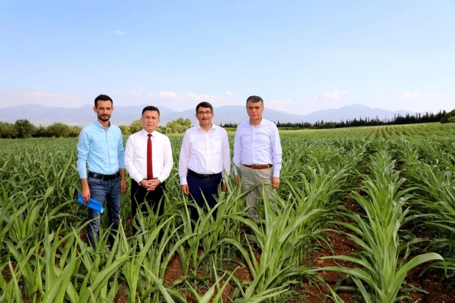 ÜRETİCİLERE BU YIL SLAJLIK MISIR, SENEYE YONCA VERİLECEK