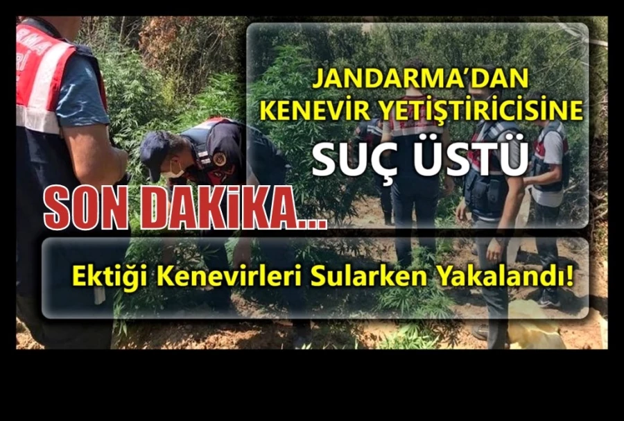 Kenevir sularken suçüstü yakalandı