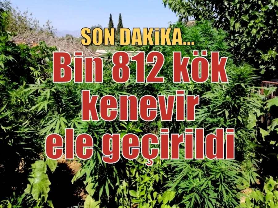 Bin 812 kök kenevir ele geçirildi