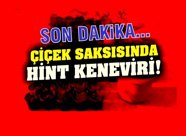 Saksıda Hint keneviri yetiştirdi