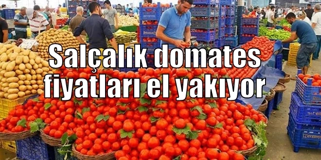 Salçalık domates fiyatları el yakıyor