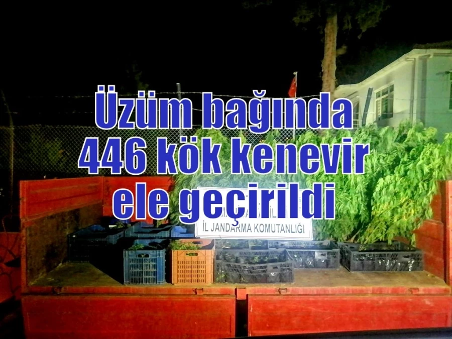 Üzüm bağında 446 kök kenevir ele geçirildi