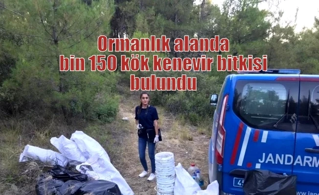 Ormanlık alanda bin 150 kök kenevir bitkisi bulundu