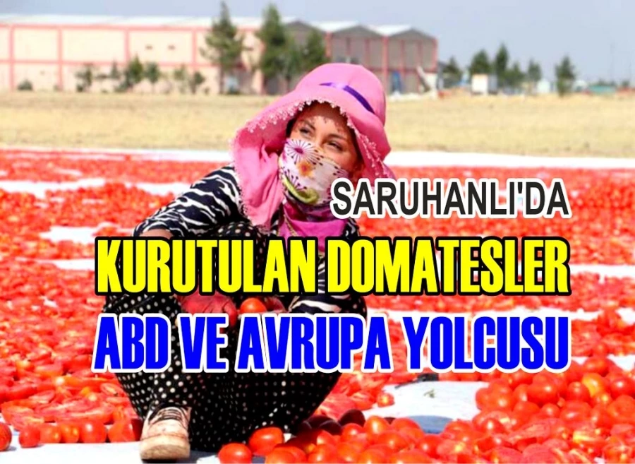 SARUHANLI’DA KURUTULAN DOMATESLER ABD VE AVRUPA YOLCUSU