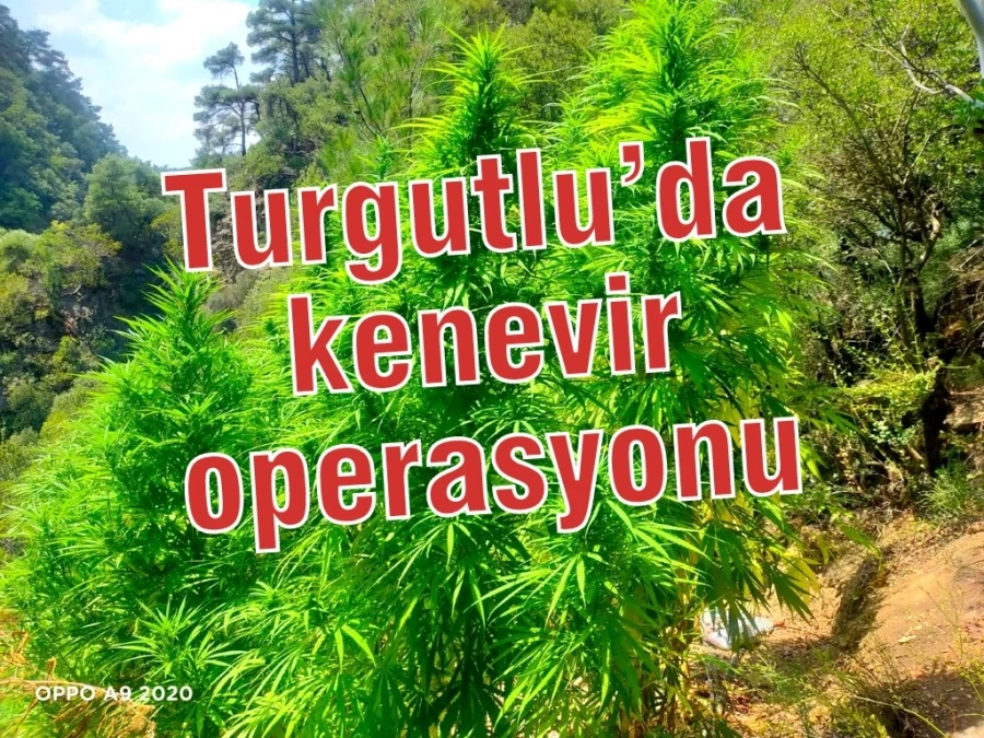 Turgutlu’da kenevir operasyonu