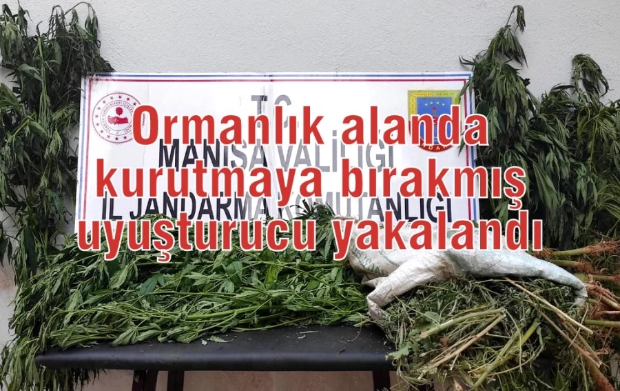 Ormanlık alanda kurutmaya bırakmış uyuşturucu yakalandı