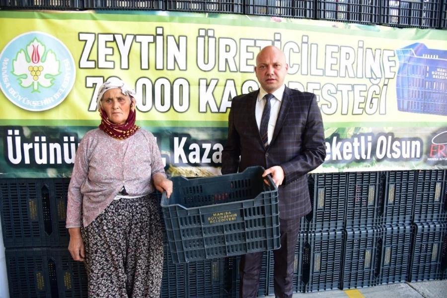 Kula’da Zeytin Üreticisine Kasa Desteği