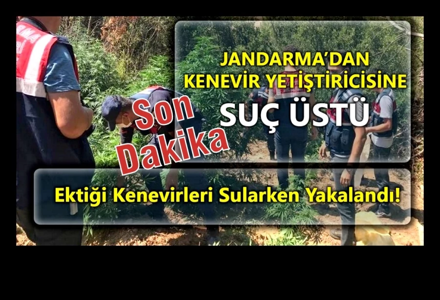 Ektiği kenevirleri sularken yakalandı