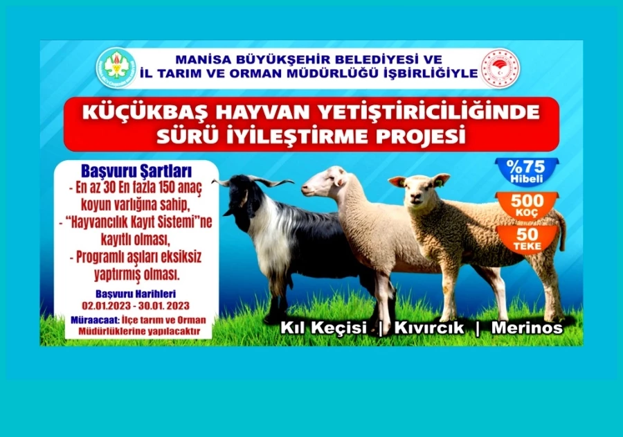 Hayvan Üreticisine ‘Koç’ Gibi Destekte Başvurular Başlıyor