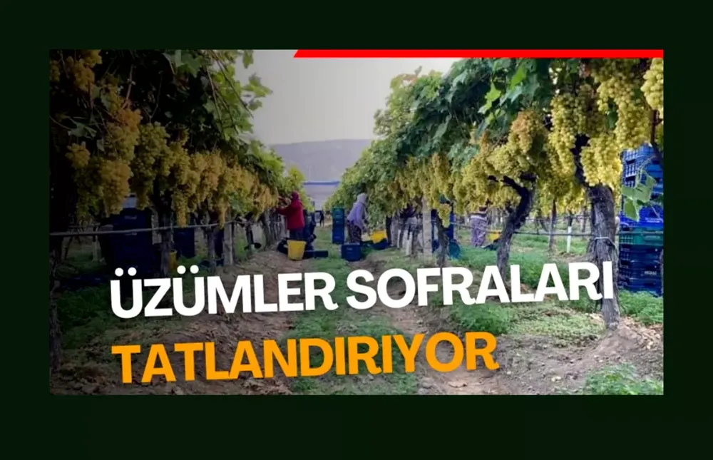 Dalında taze üzümler sofraları tatlandırıyor