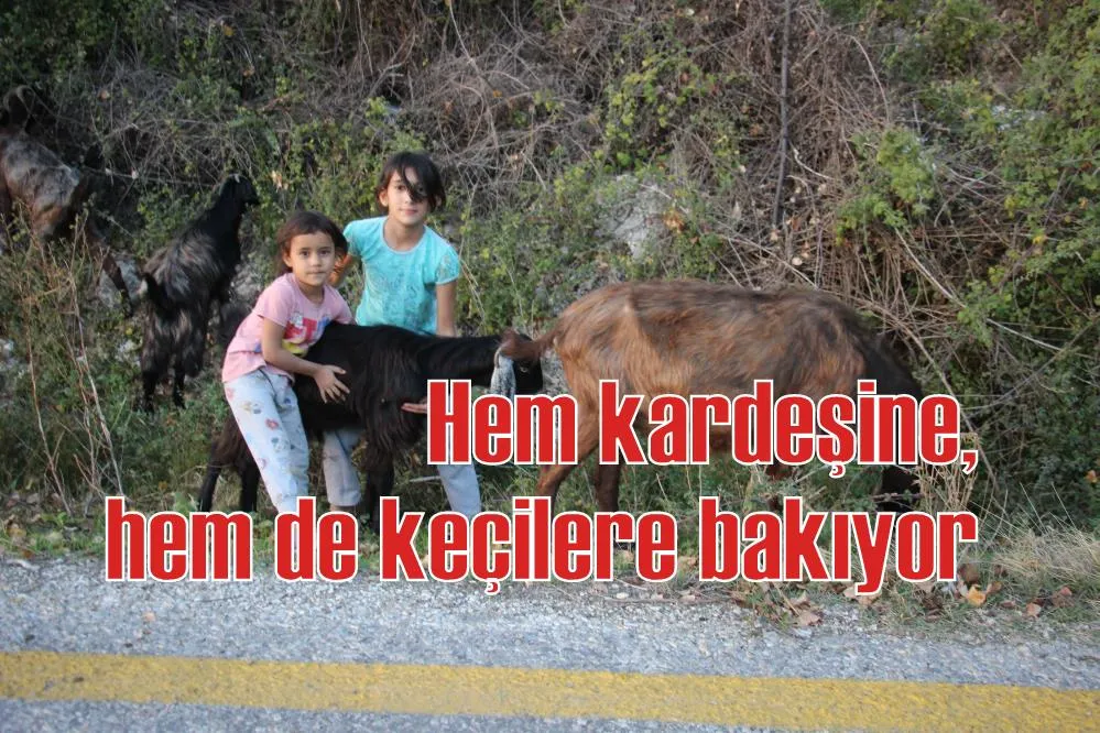 Hem kardeşine, hem de keçilere bakıyor