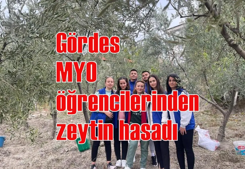 Gördes MYO öğrencilerinden zeytin hasadı