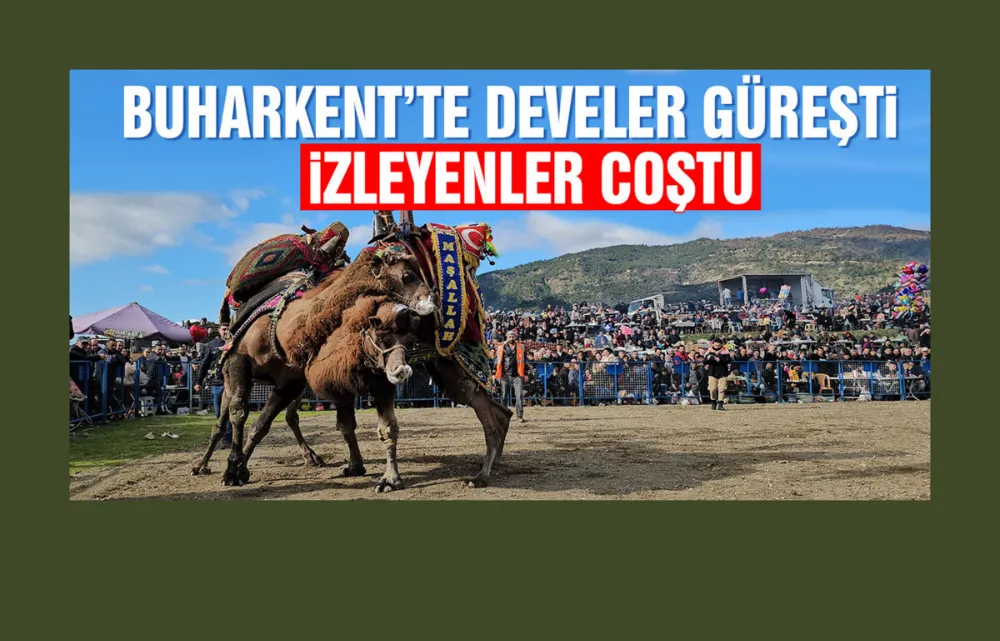 Buharkent’te develer güreşti, izleyenler coştu