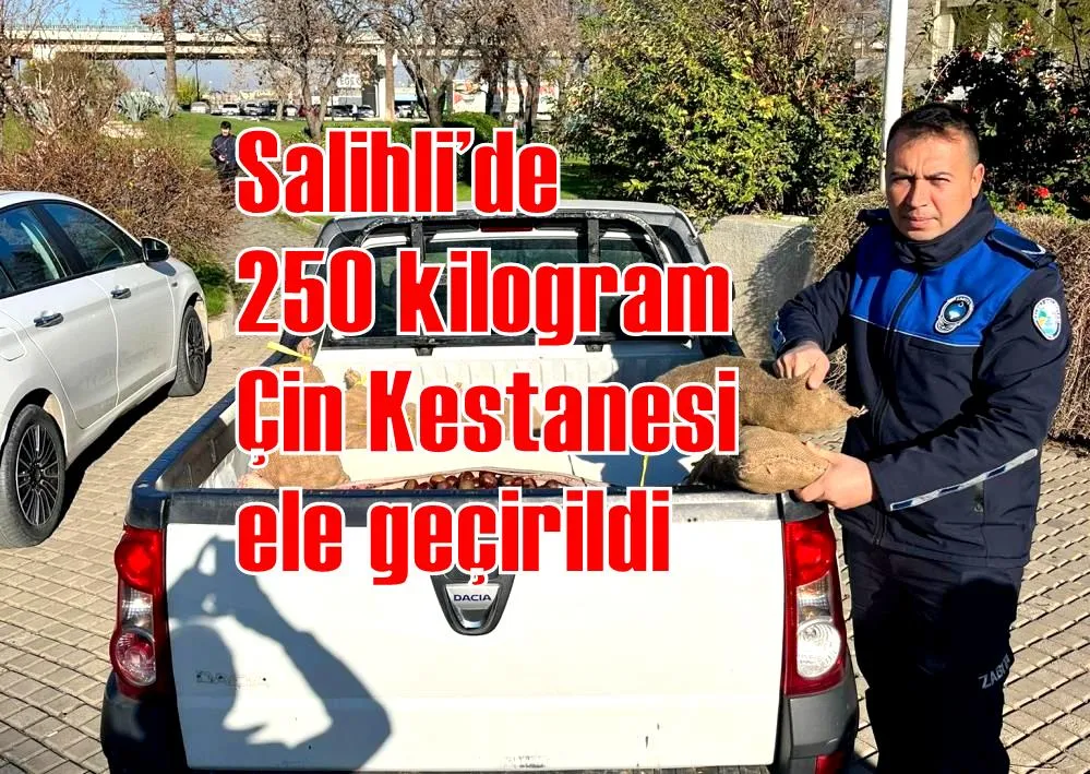 Salihli’de 250 kilogram Çin Kestanesi ele geçirildi