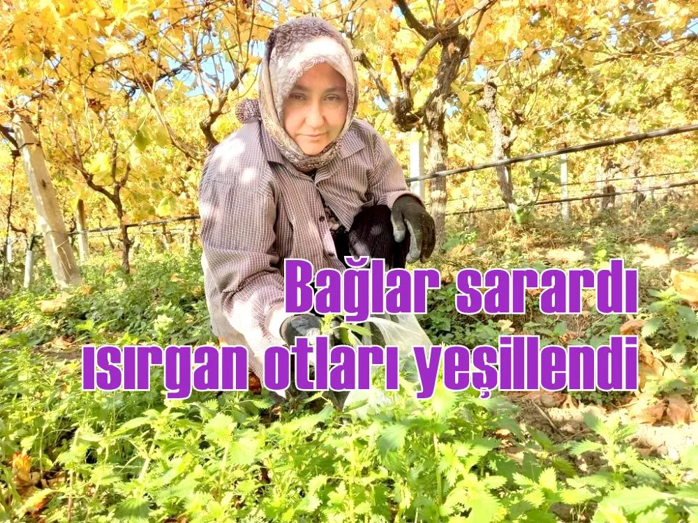 Bağlar sarardı ısırgan otları yeşillendi