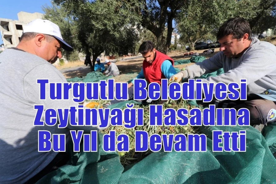 Turgutlu Belediyesi Zeytinyağı Hasadına Bu Yıl da Devam Etti