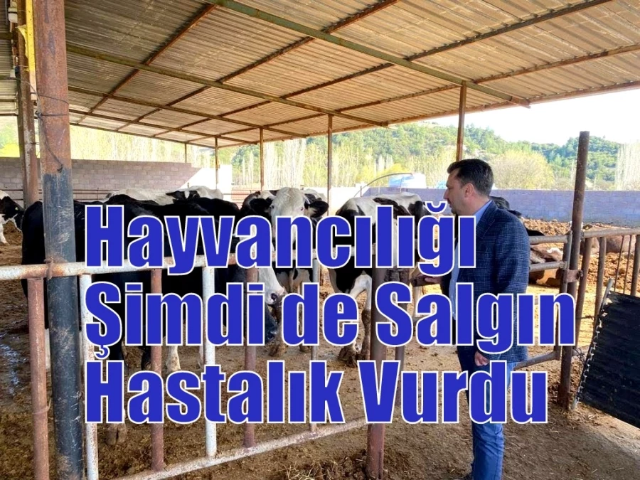 “Hayvancılığı Şimdi de Salgın Hastalık Vurdu”