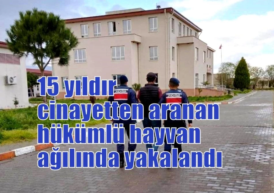 15 yıldır cinayetten aranan hükümlü hayvan ağılında yakalandı