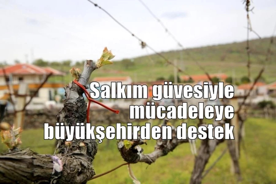 Salkım güvesiyle mücadeleye büyükşehirden destek