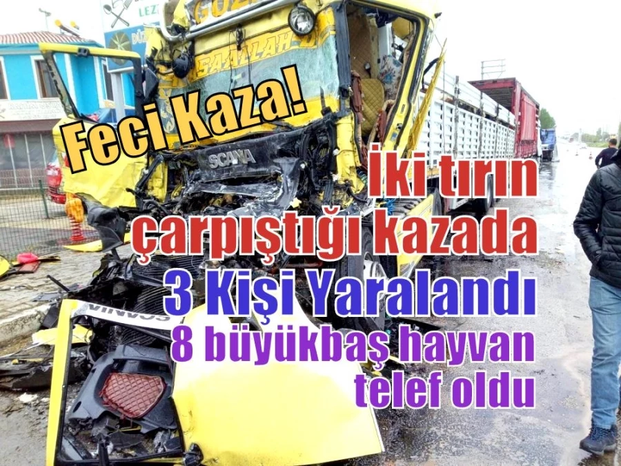 İki tırın çarpıştığı kazada 3 kişi yaralandı, 8 büyükbaş hayvan telef oldu