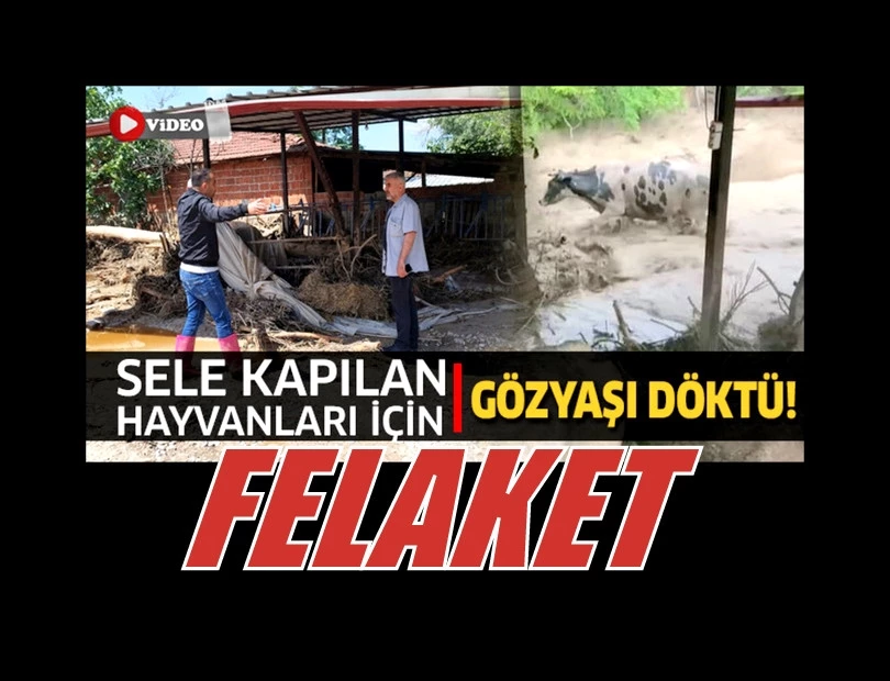 Sele kapılan hayvanları için gözyaşı döktü