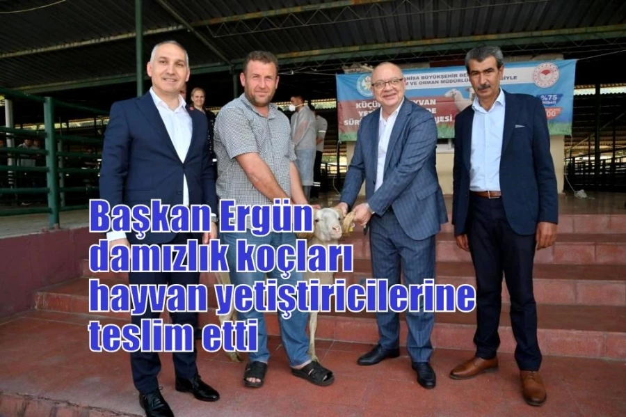 Başkan Ergün damızlık koçları hayvan yetiştiricilerine teslim etti