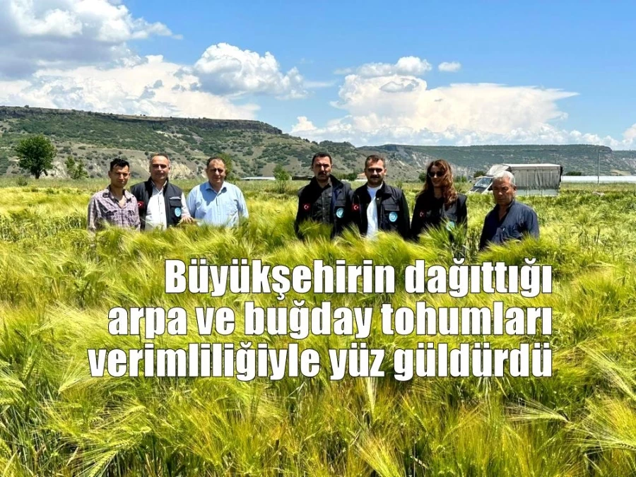 Büyükşehirin dağıttığı arpa ve buğday tohumları verimliliğiyle yüz güldürdü