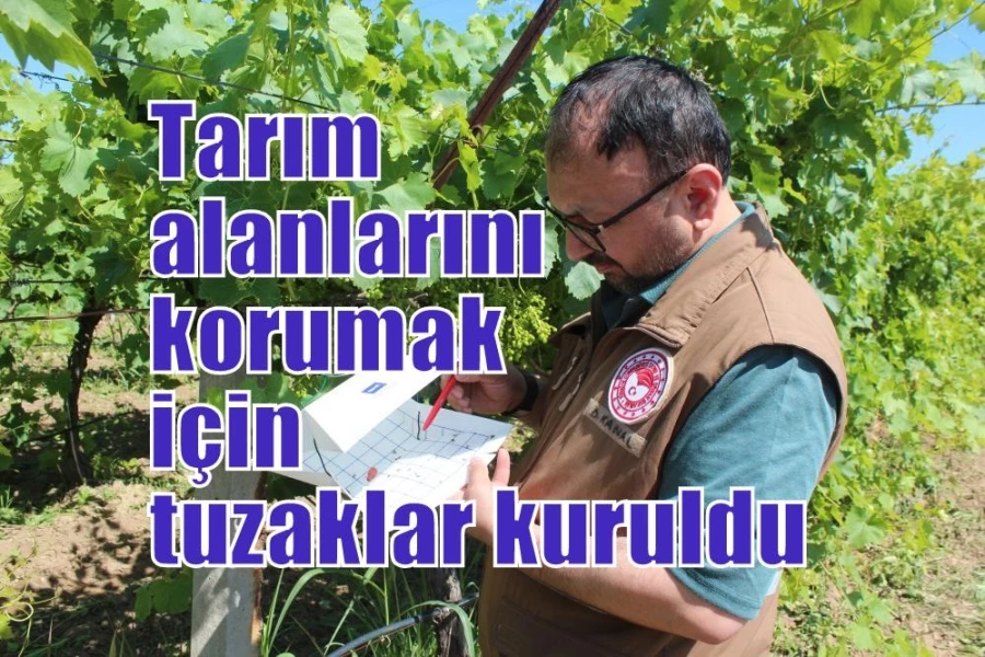 Tarım alanlarını korumak için tuzaklar kuruldu