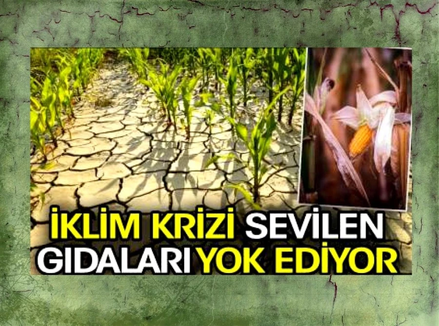 İklim krizi gıdaların sofradan eksilmesine neden olabilir