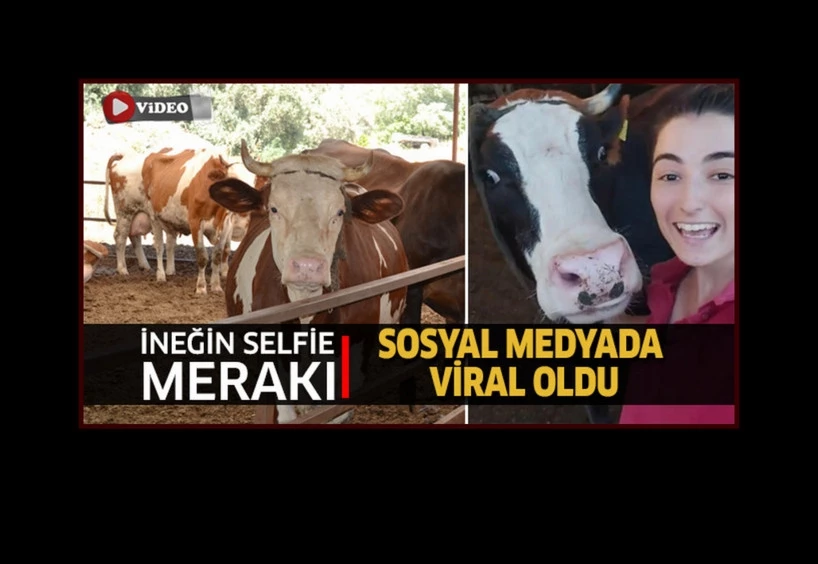 İneğin selfie merakı sosyal medyada viral oldu