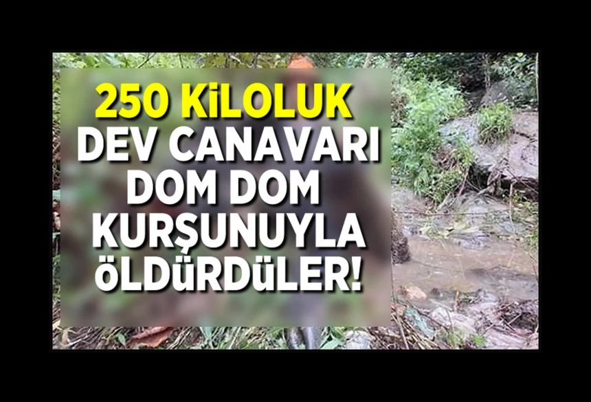 250 kiloluk dev domuz, avcılar tarafından vuruldu