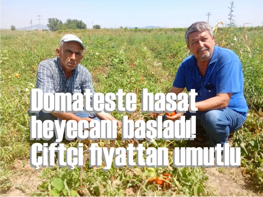 Domateste hasat heyecanı başladı! Çiftçi fiyattan umutlu