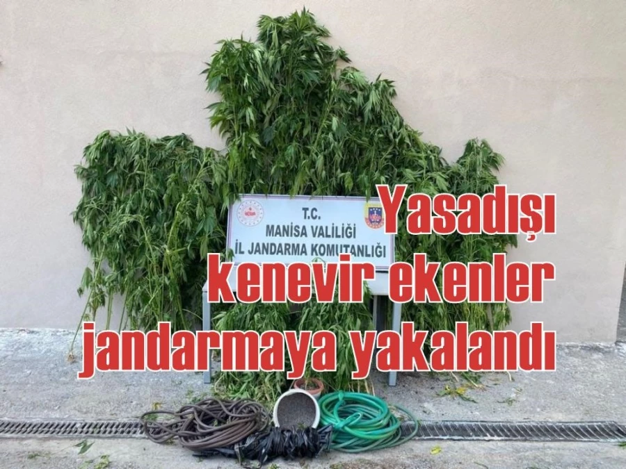 Yasadışı kenevir ekenler jandarmaya yakalandı