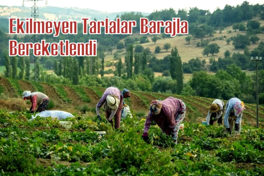 Ekilmeyen tarlalar barajla bereketlendi