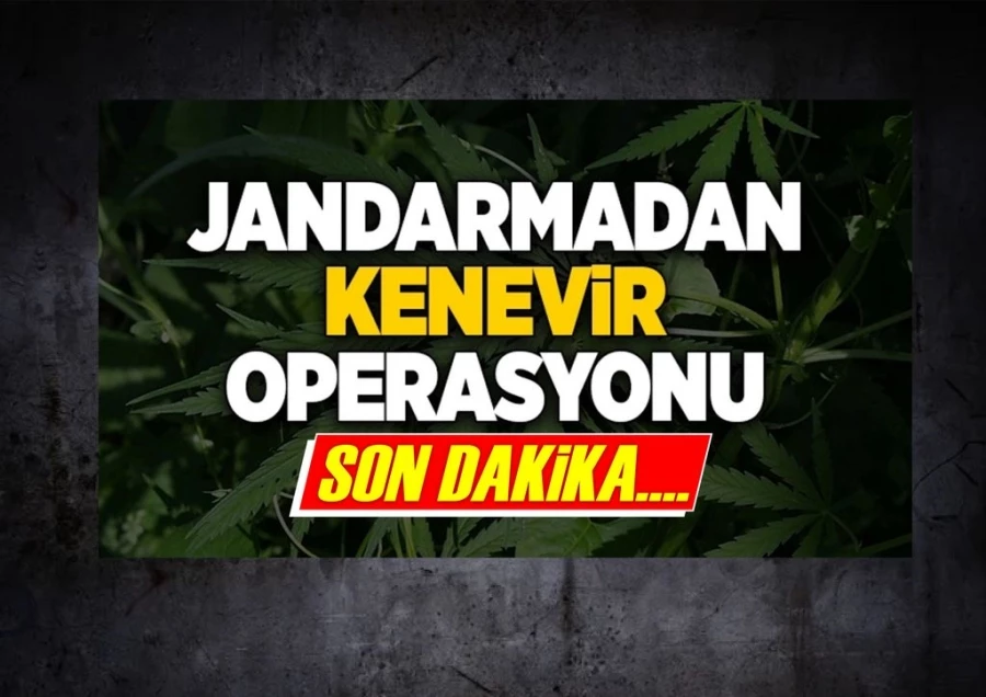 Jandarmasından kenevir ve esrar operasyonu