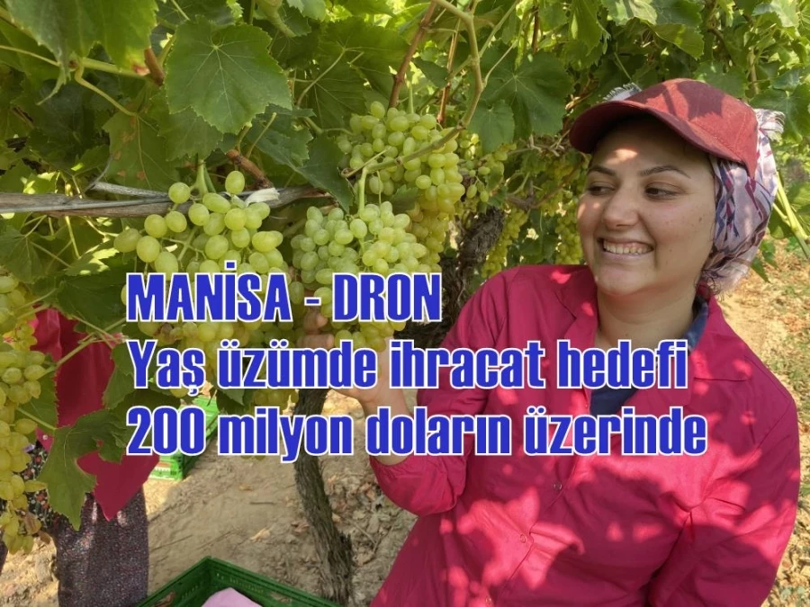 MANİSA - DRON) Yaş üzümde ihracat hedefi 200 milyon doların üzerinde