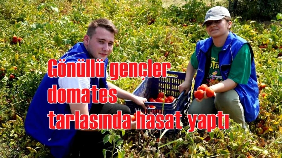 Gönüllü gençler domates tarlasında hasat yaptı