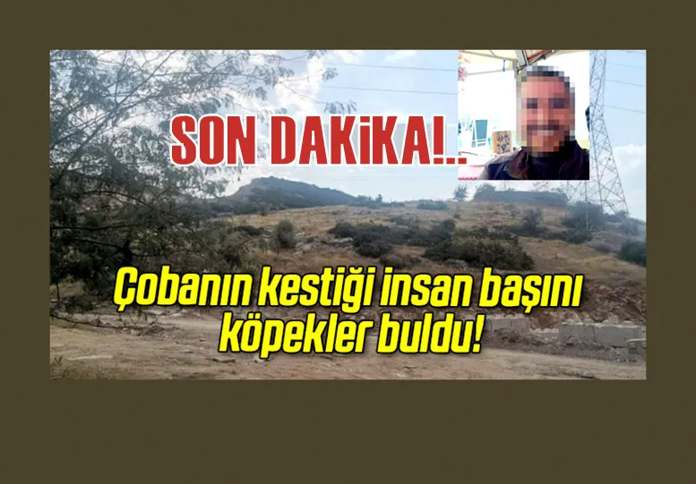 Çobanın kestiği insan başını köpekler buldu