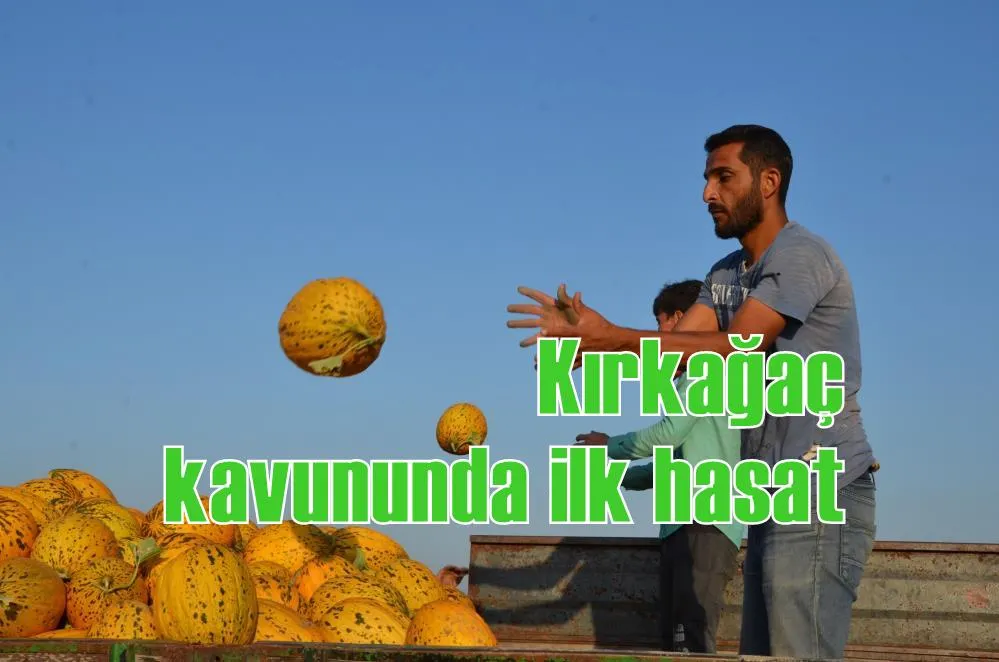 Kırkağaç kavununda ilk hasat